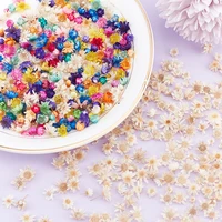 200pcs dried flowers filler little star flower diy art craft epoxy resin mold jewelry aromatherapy candle making