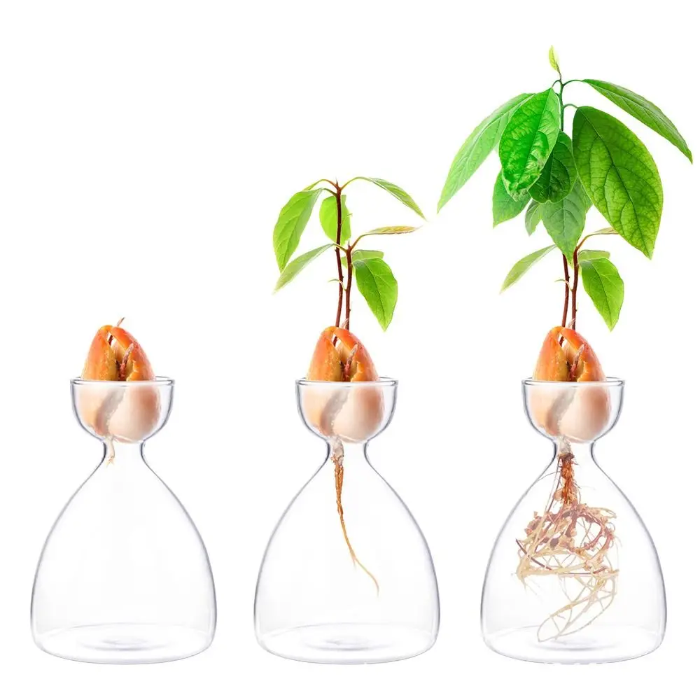 

1Pcs Transparent Avocado Seed Starter Vase for Growing Seed Growing Kit Avocado Plant Glass Vase Gift For Gardening Lovers