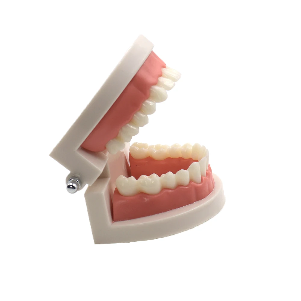 

Зубная стандартная модель зуба для взрослых, демонстрационная обучающая модель