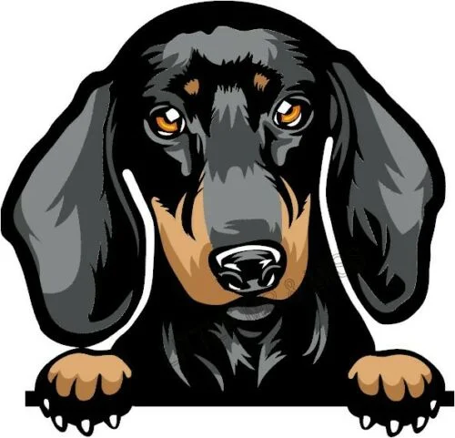

For DACHSHUND N0.2 Peeking Dog Colour Window Wall Laptop Mug Sticker w/proof