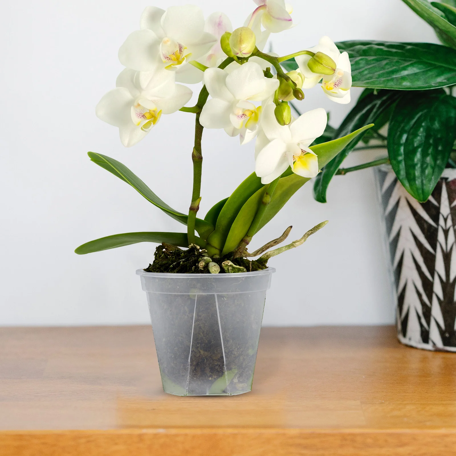 10 шт. горшок для контроля раковины с корнем Scindapsus Aureus цветочные горшки круглый