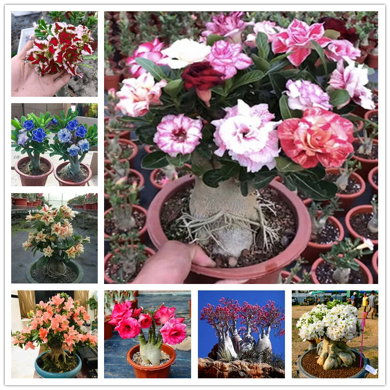 

Sokodara Desert Rose 2 шт./упаковка