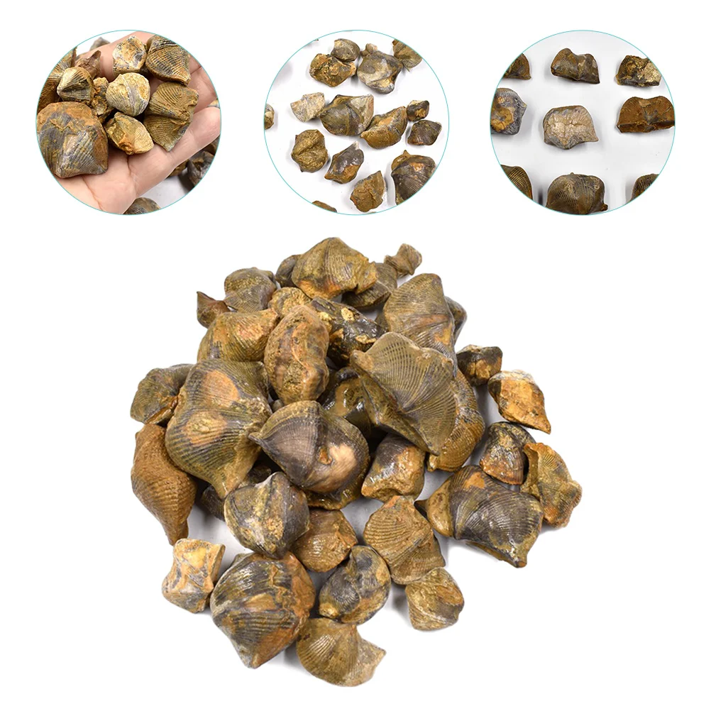 

Fossils Teaching Fossil Brachiopod Student Decoration Model Paleontology Collectionstones Specimen Ornament Crystals Classroom