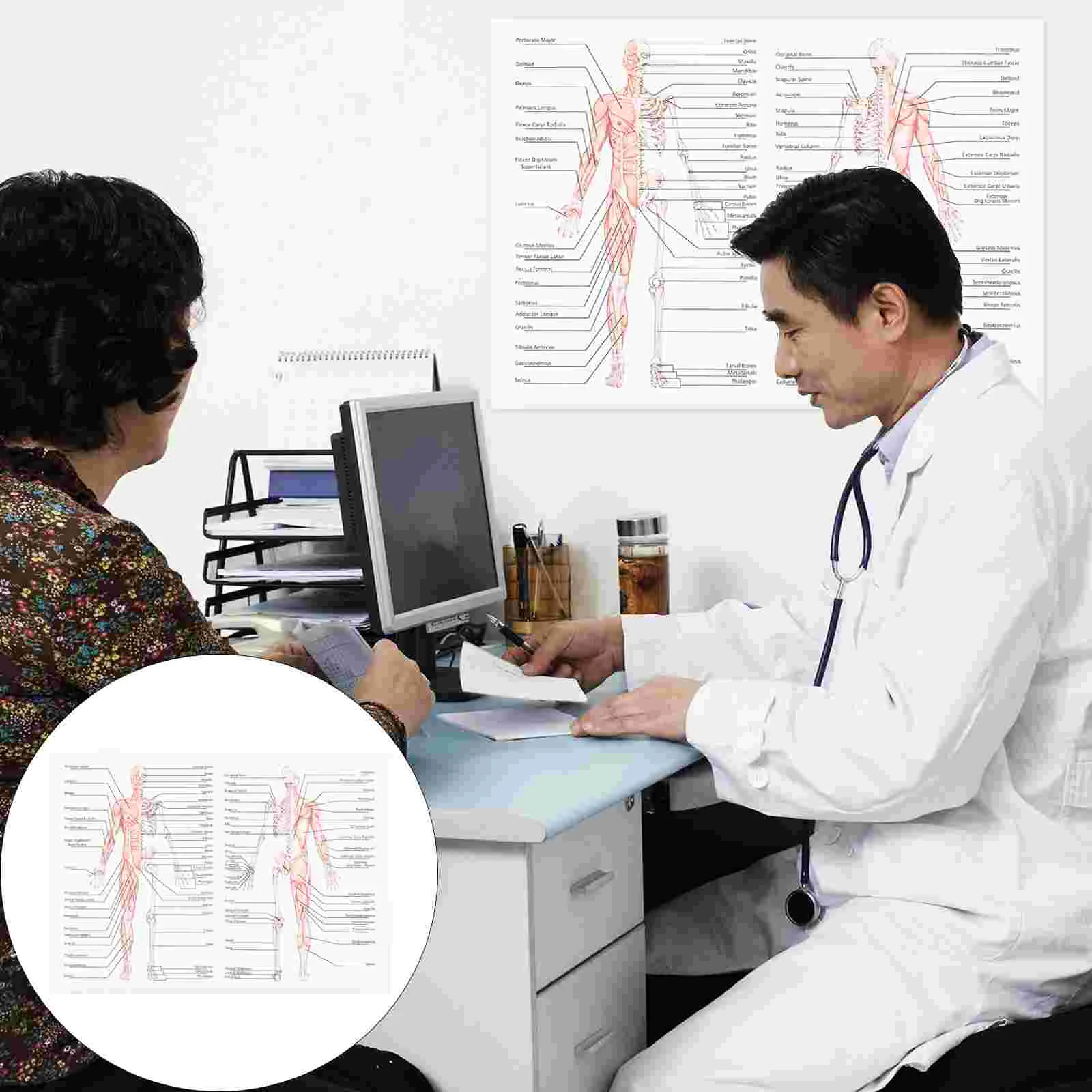 

Poster Teaching Painting Skeletal Muscle Diagram Science Anatomy Manikin Picture Mannequins Laminated