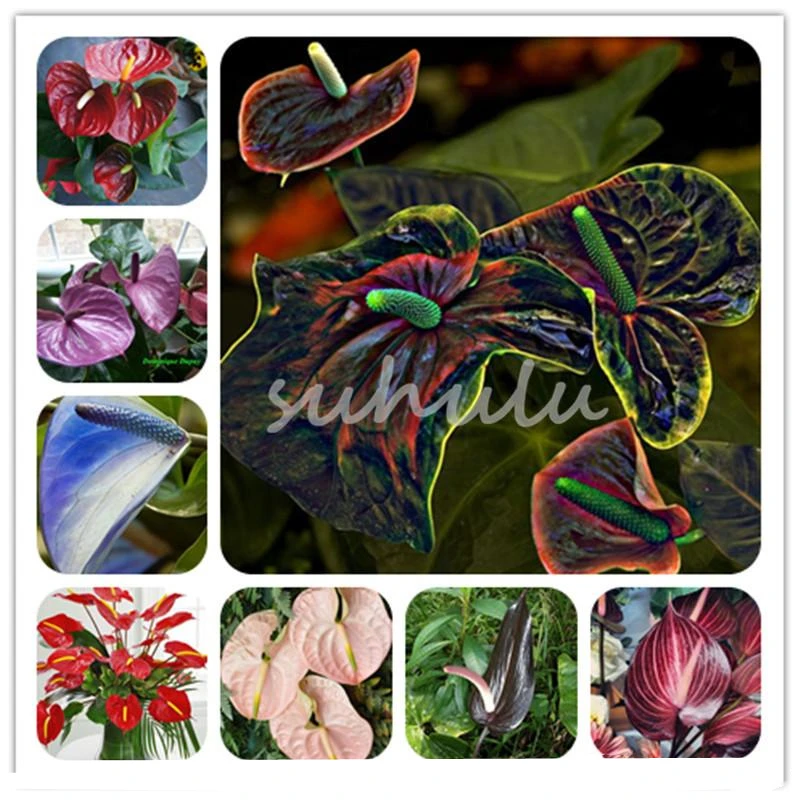 

Парфюм Anthurium Andraeanum 30 шт.