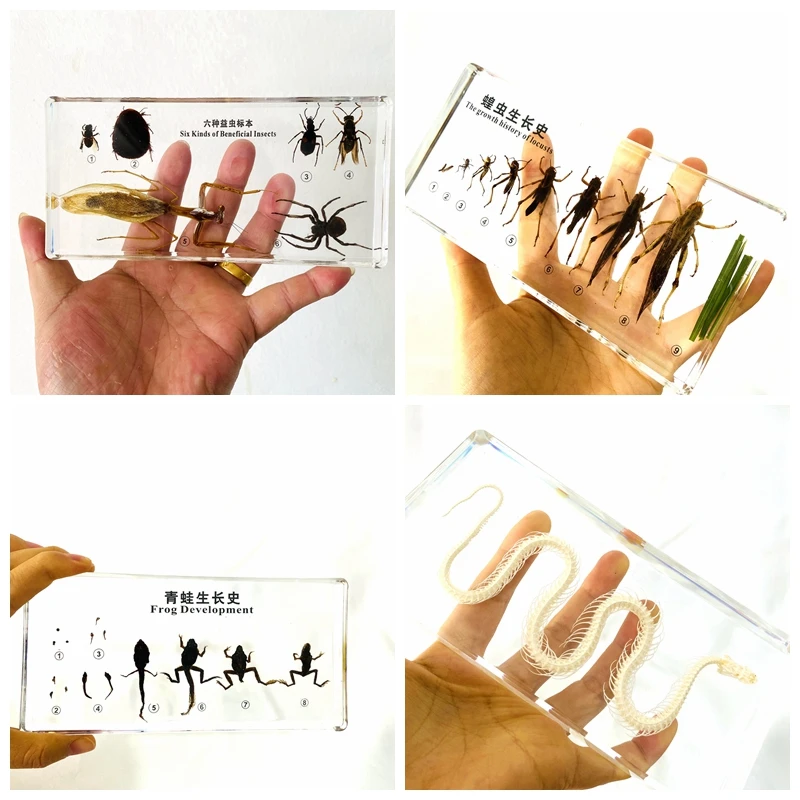 

Life Cycle Insect specimen paperweight Taxidermy Collection embedded In Clear Lucite Block Embedding Specimen