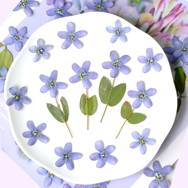 12 шт./2-3 см синяя звезда Амсонии прессованная цветочная голова сухой цветок чехол