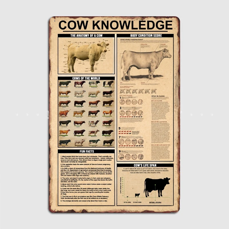 

Just a Girl Who Loves Cows Cow Knowledge The Anatomy Of A Cow Cows Metal Sign Club Party Cave Pub Classic Plates Tin Sign Poster