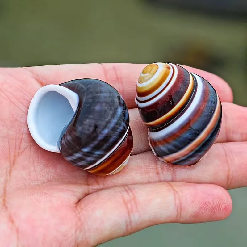 

Натуральная раковина для улиток YQXH