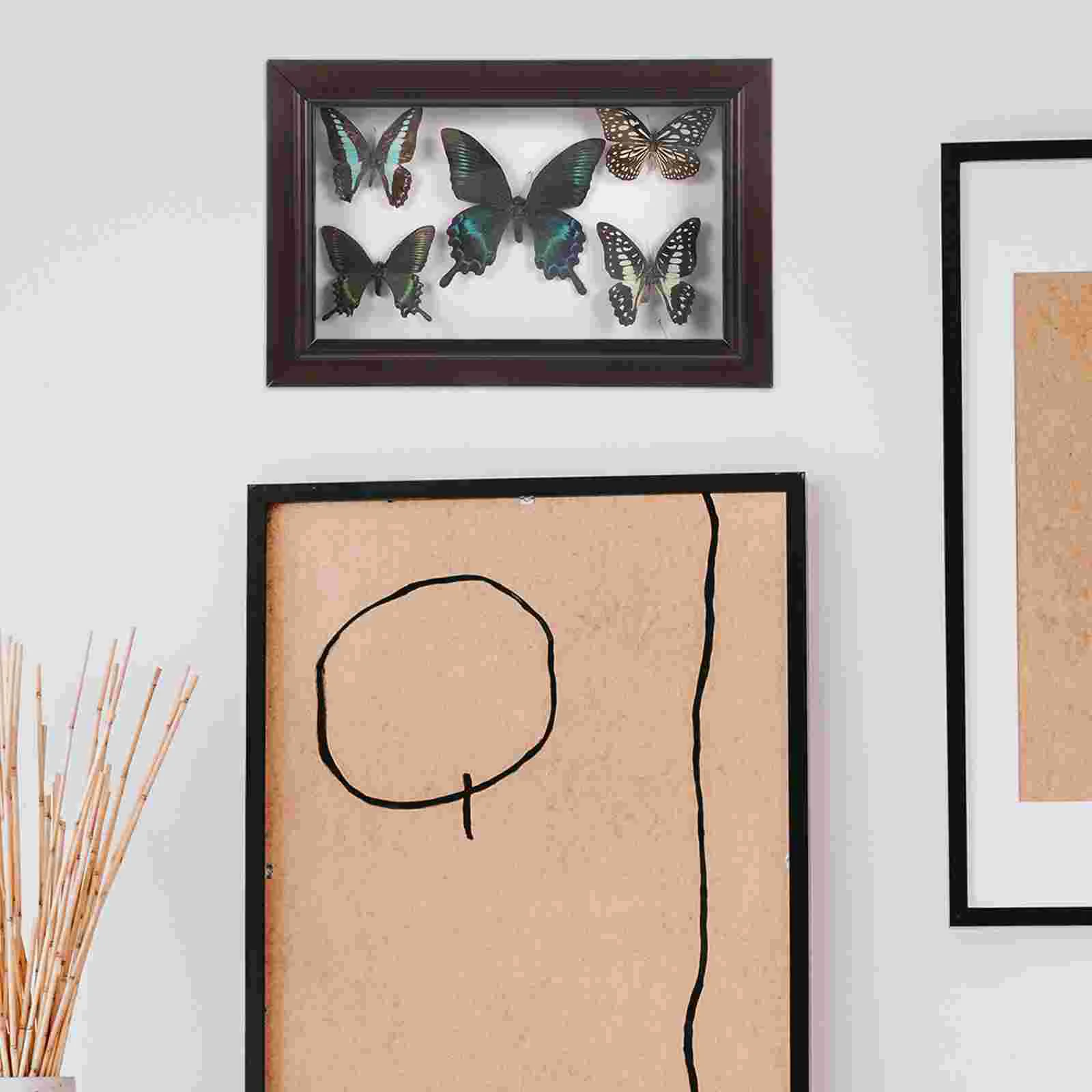 В рамке бабочка налогодермия коробка для теней образец бабочки уникальный