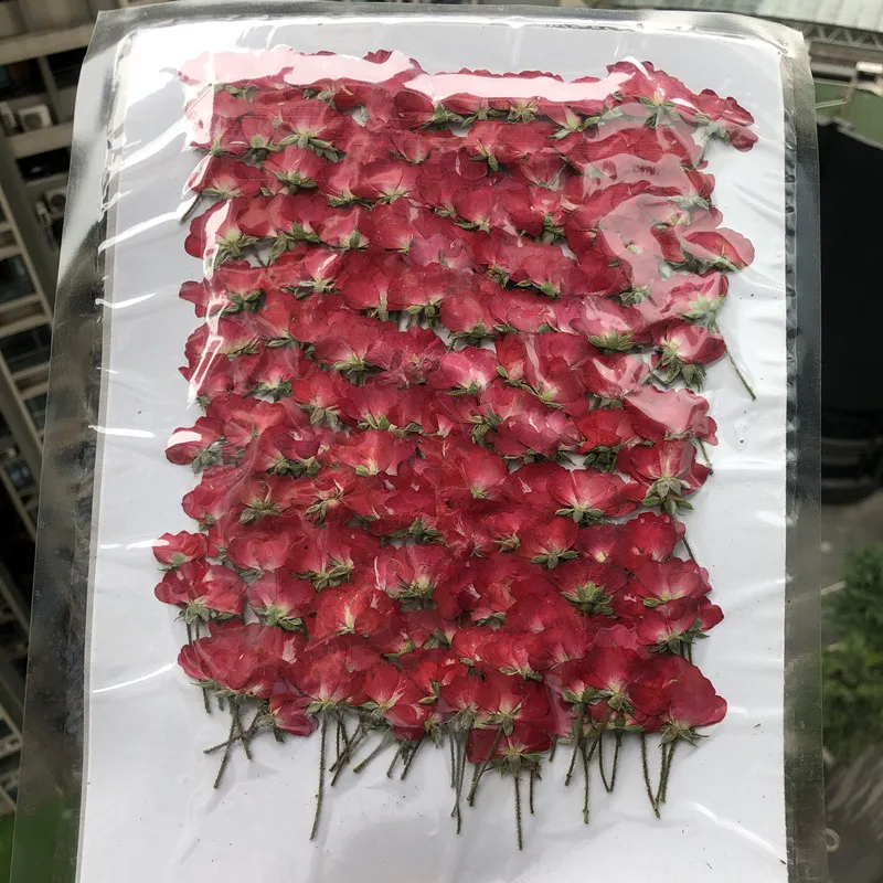 

500pcs Dried Side Pressed Red Chinese Rose Flower Plant Herbarium For Jewelry Bookmark Postcard Phone Case Invitation Card DIY