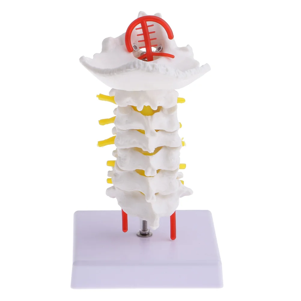 

Cervical Spine Carotid Artery Mannequin Medical Teaching Tool PVC Model Human Body Neural