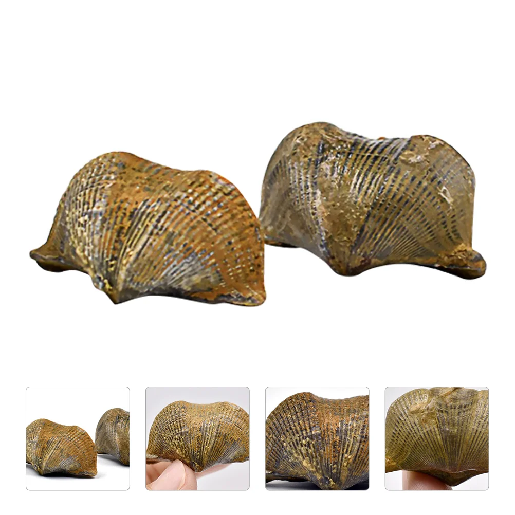 

Fossil Animal Fossils Sample Teaching Specimen Specimens Bone Student Trilobite Ancientrealistic Model Decor Bones Kids Kit