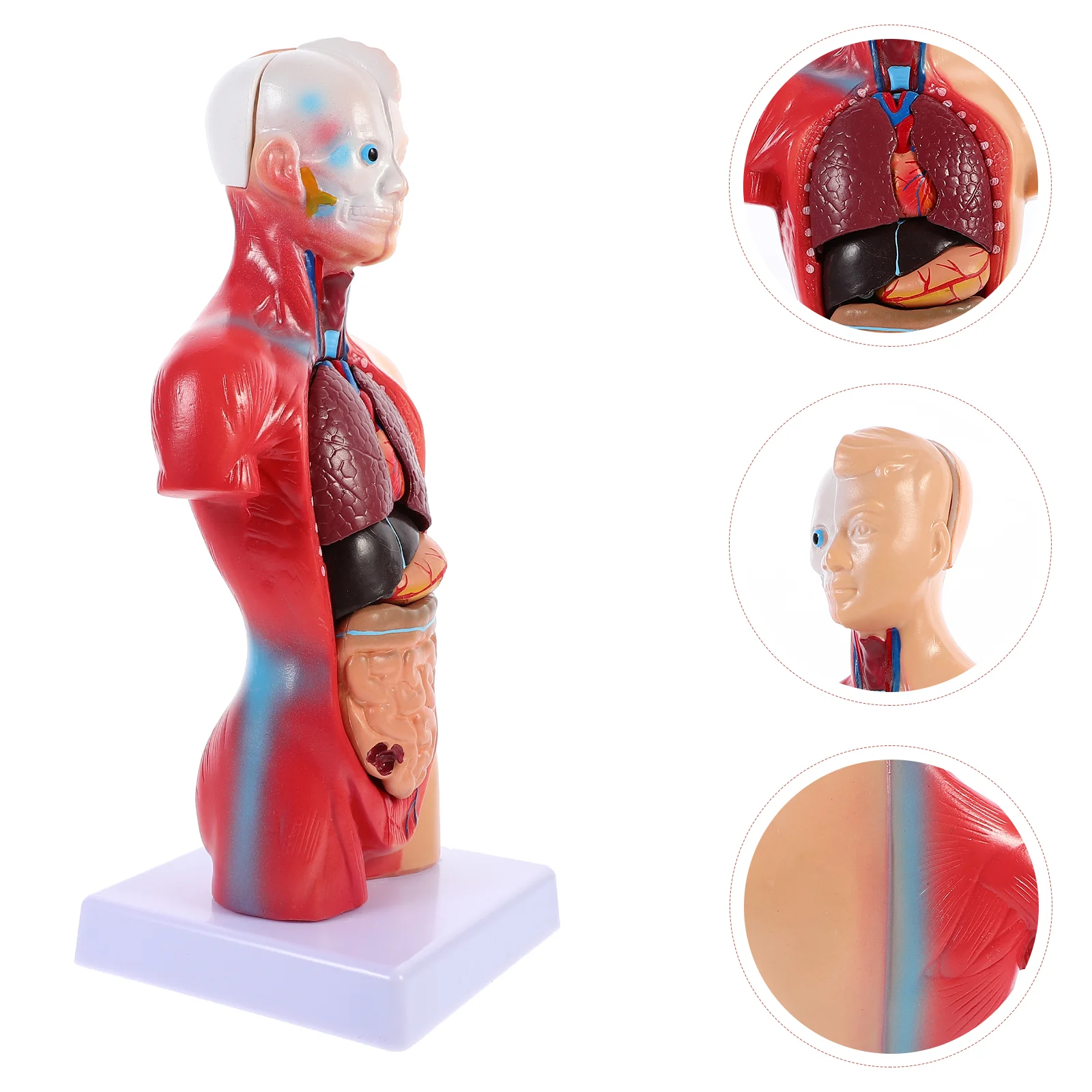

Mannequin Kids Toys School Educational Tool Teaching Anatomy Torso Model Human Body Organs Pvc Child Anatomical