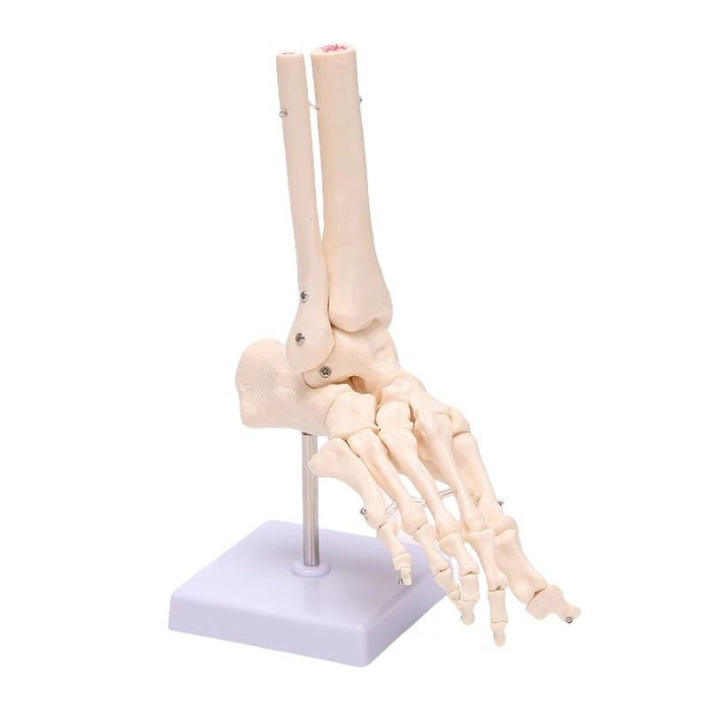 

Модель человека в масштабе 1:1, скелет для стопы, модель для основания, костяного сустава, в натуральную величину, для научного класса, учебы, ...