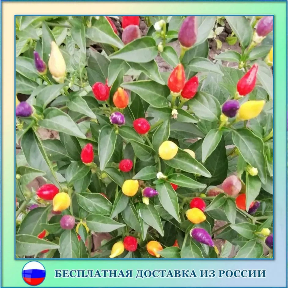 Перец острый Боливийская радуга семена 5 ШТ | Дом и сад