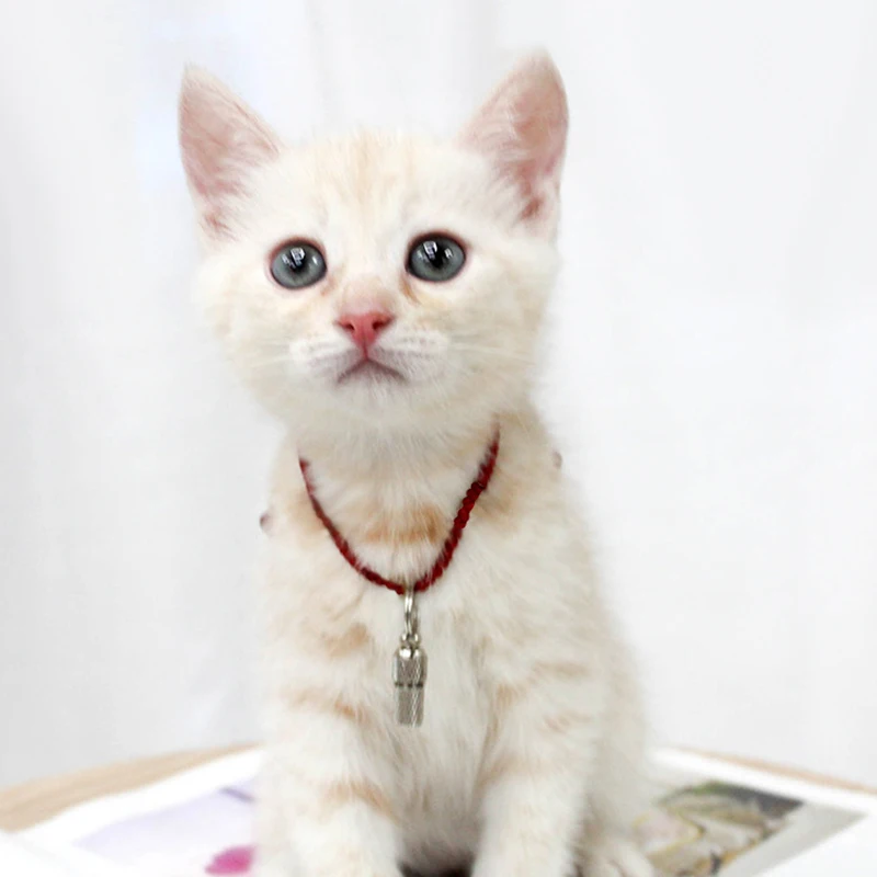 Персонализированный Водонепроницаемый Ошейник Для Идентификации Собаки С