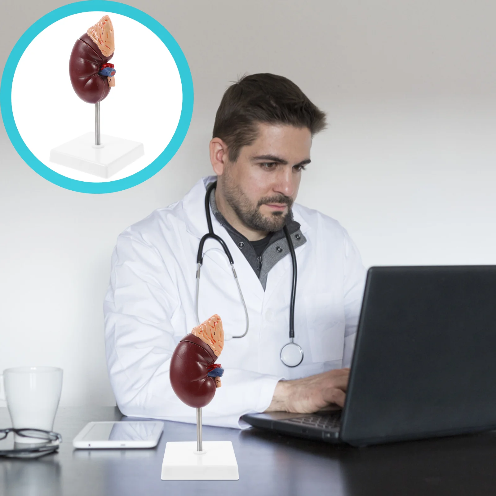 

1 Pc Kidney Model Durable High Grade Prime Premium Sturdy Display Kit Teaching Tool Anatomy Model for School