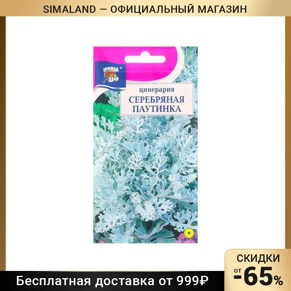 Цинерария Венеция Купить Семена