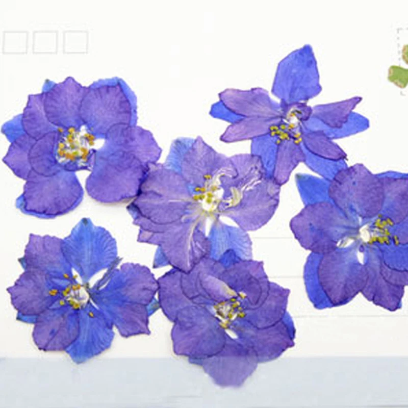 1000 шт. оригинальный белый цвет Larkspur сушеный прессованный цветок Самый дешевый