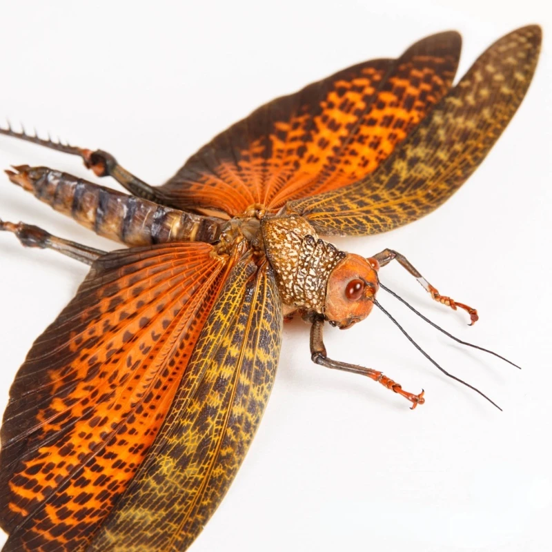 Тропидакрис Кристальный образец diy коллекция художественных изделий аксессуары