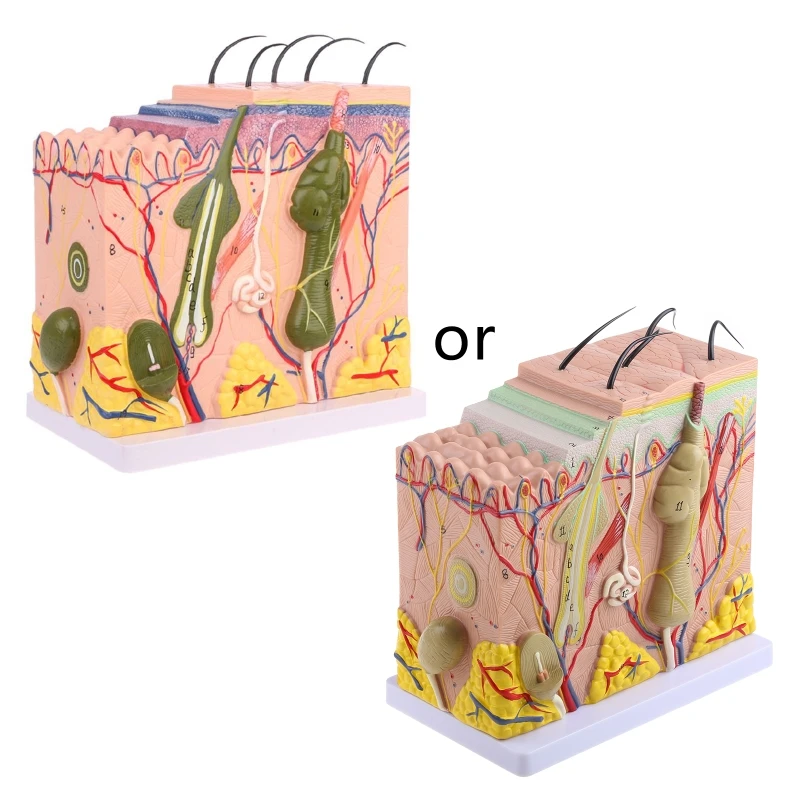 

Модель человеческой кожи G5AA, увеличенный пластмассовый анатомический медицинский обучающий инструмент