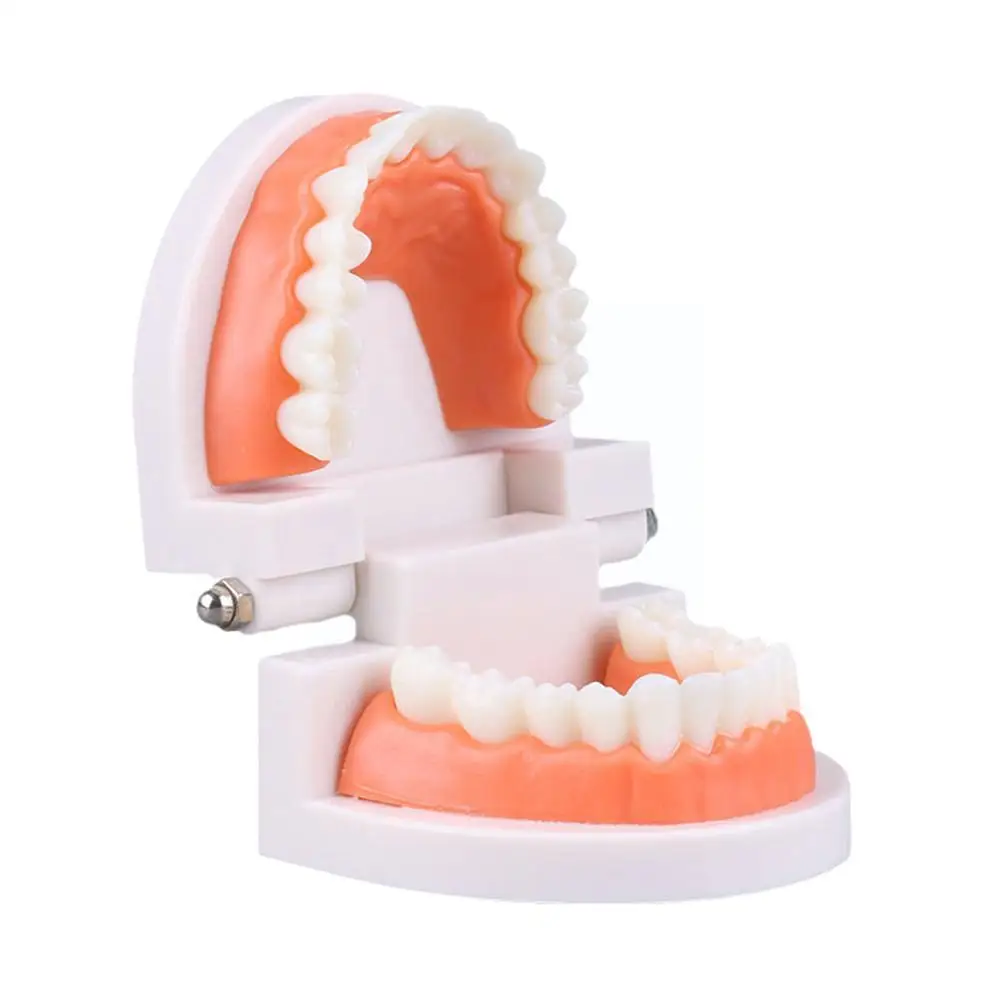 

Standard Dental Teaching Model Teeth Teaching Model Study Educational Structure The Tool Teeth Of Dentist On Demonstration P8O7