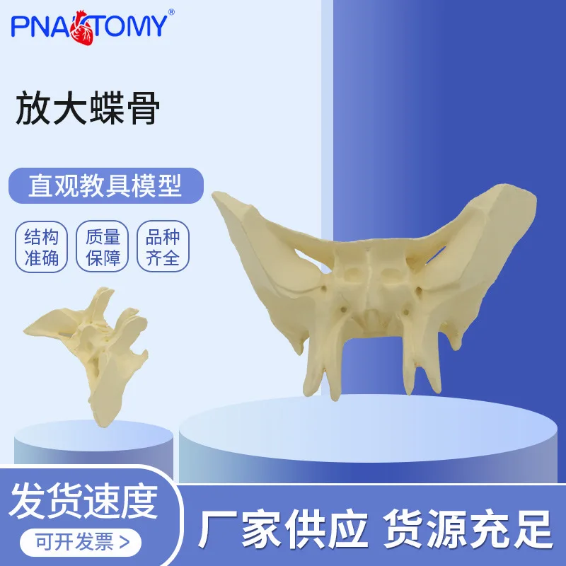 

Увеличенная модель человеческой крохоидной кости, анатомическая модель, демонстрация биологического обучения, медицинская ортопедическая обучающая форма
