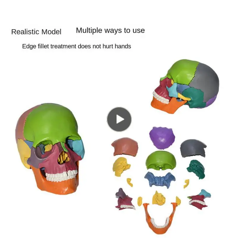 

13.5x8.5x9.5cm Educational Tools Product Lifelike For Teaching Detachable Skeleton Model Color Environmental Protection Material