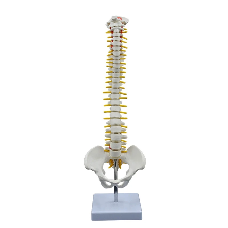 

1/2 Life Size Spine Bone Shows Coccygeal Vertebrae Nerves Lumbar Column Pelvis