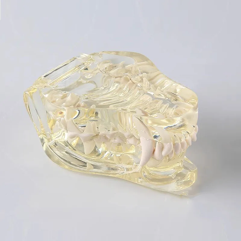 Смола животное стоматологическая прозрачная собака кошка модель оральных зубов