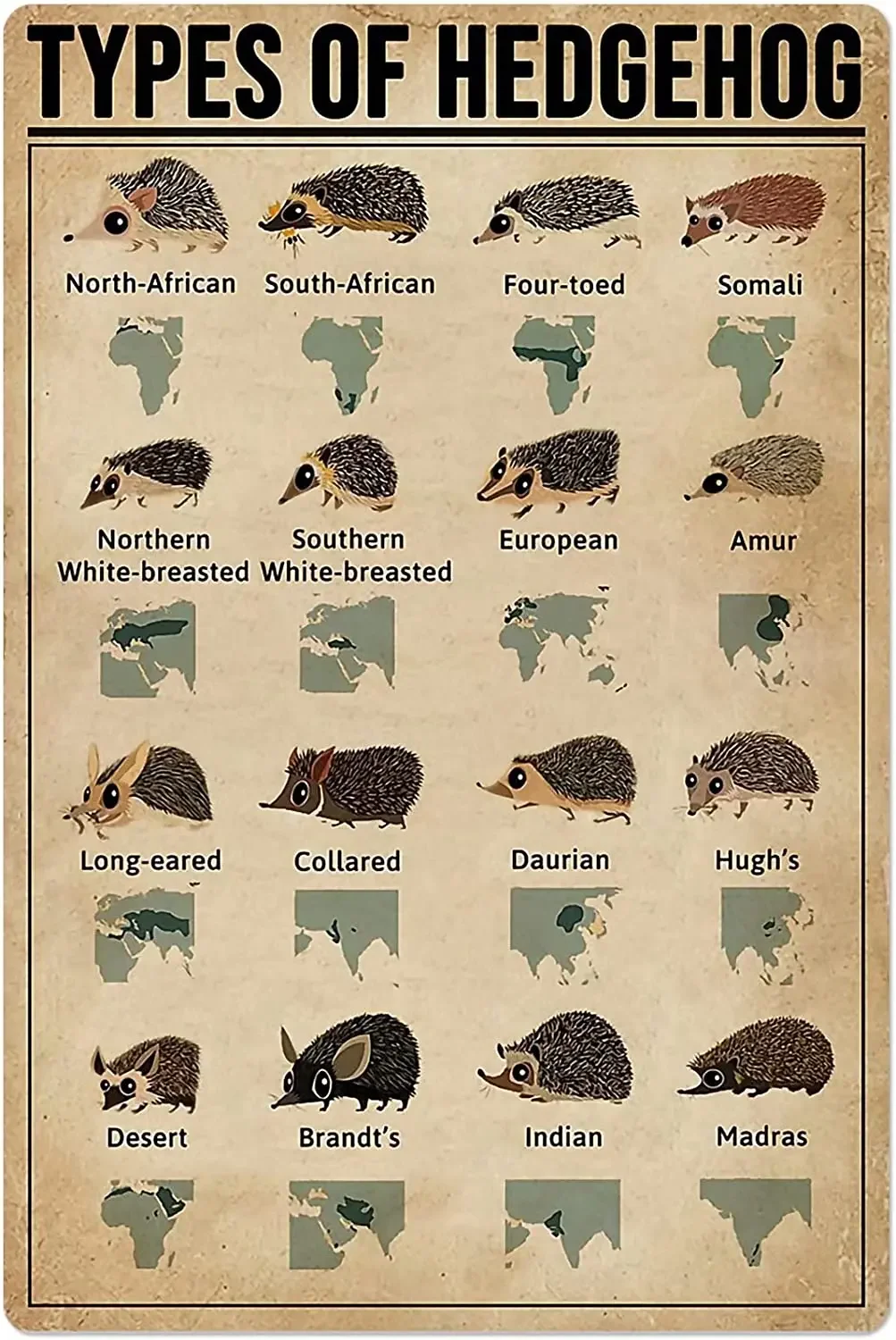 

8x12 Inches Retro Types of Hedgehog Tin Sign Old Fashioned Knowledge Popular Science Poster Information Table Aquarium