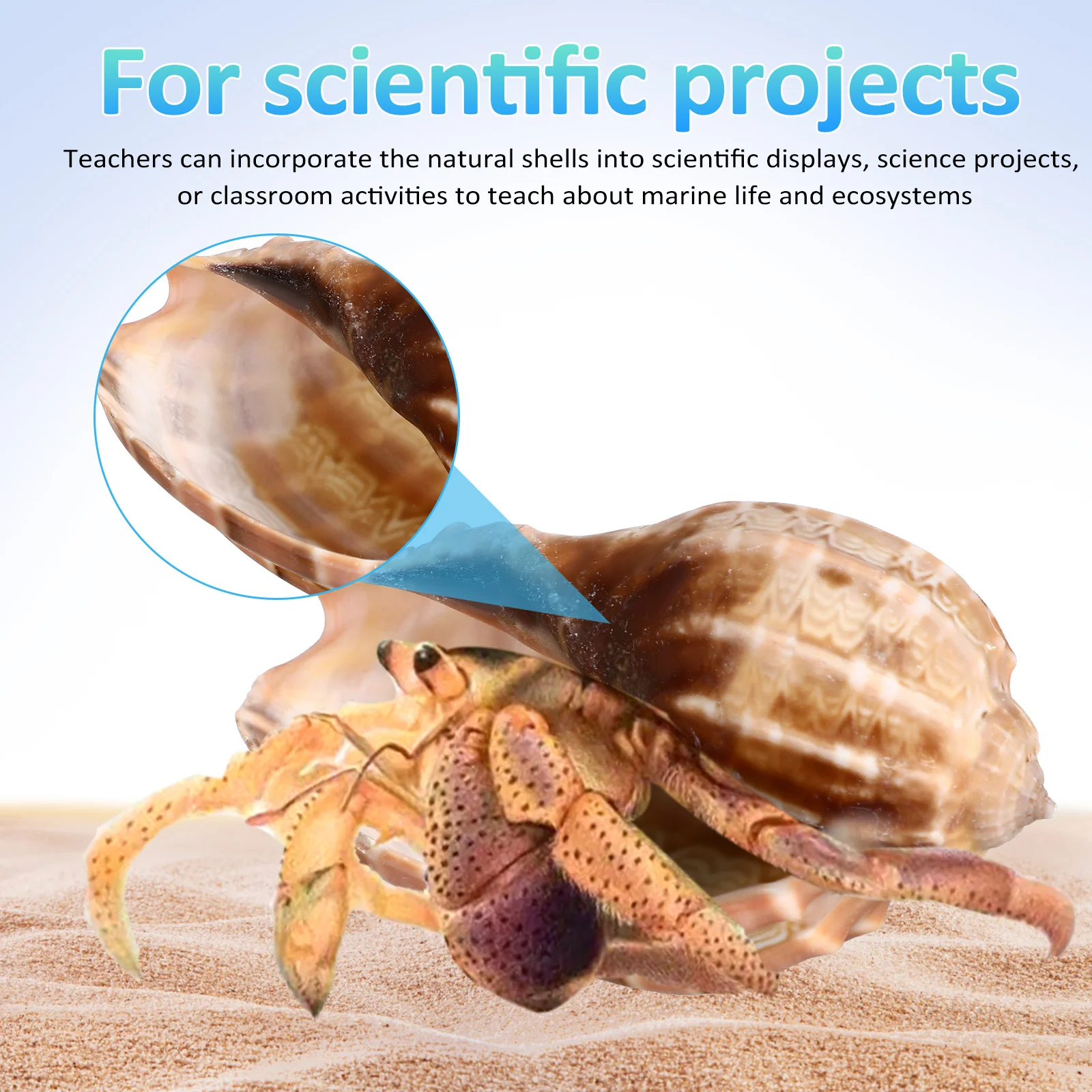 6шт Море ​ Раковина Рак-отшельник Дорожный аквариум Декор Украшения на день