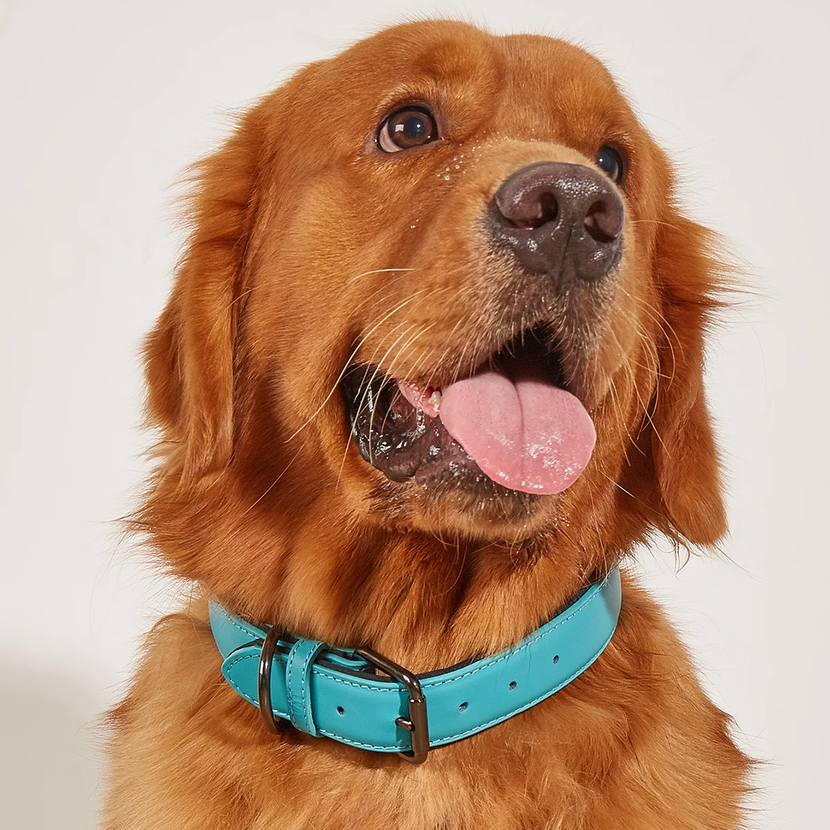 

Light luxury Leather Dog Collar Cat Necklace Adjustable Puppy Neck Strap Durable Pet Leather Collar Solid Color Pet Supplies