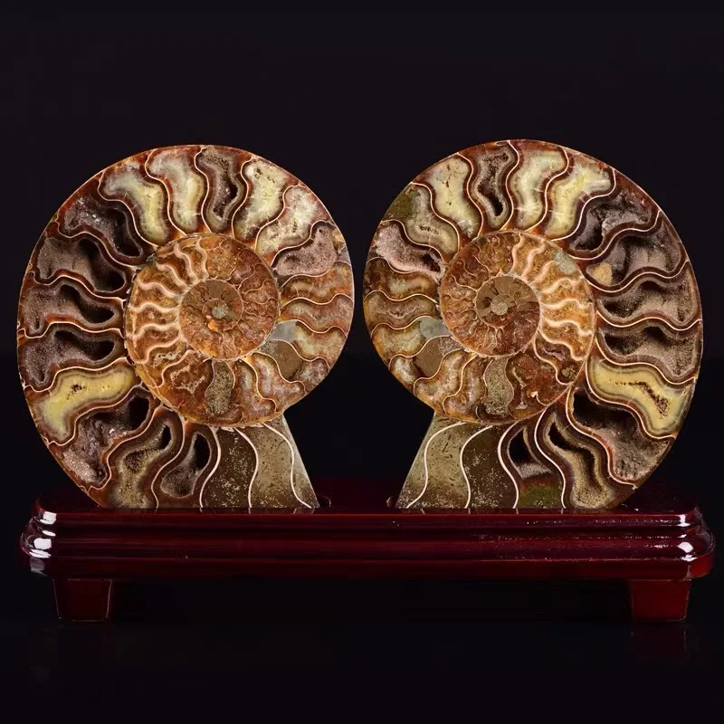 

Пара размеров натуральных морских орешей, включая обычные натуральные камни и минералы, образцы образцов, предметы мебели