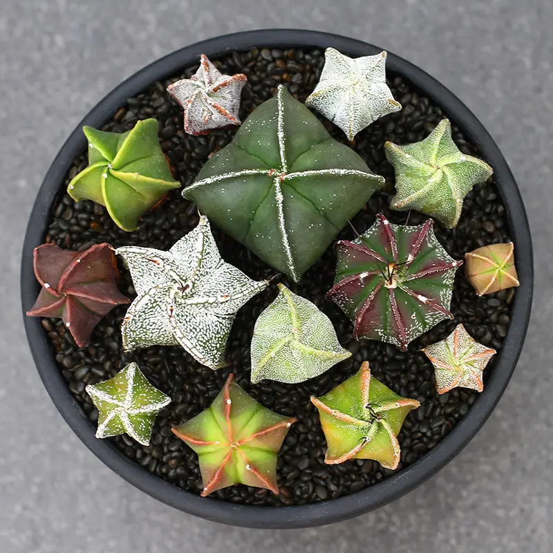 

10 шт., семиллы Xindou-Астрофитум asterias Cactus / Diyu-Pleiospilos Nelii/Luanfengyu-Астрофитум мириостигма кактус