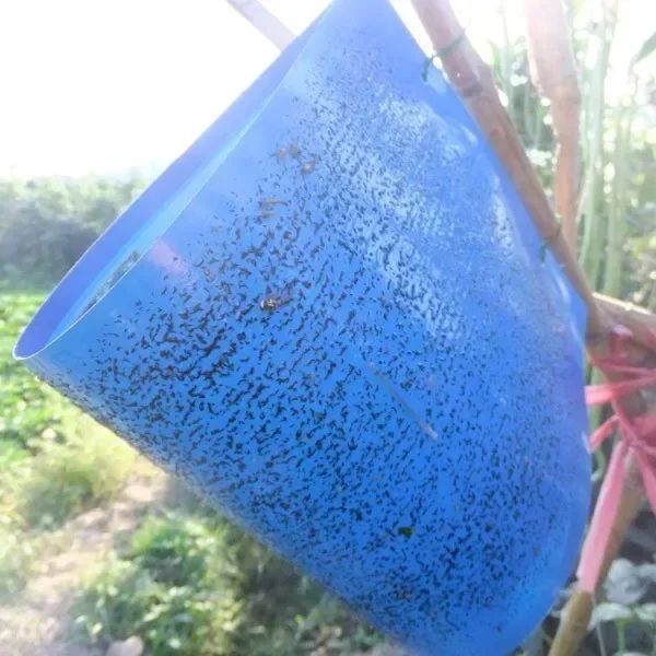 5/10/20 шт. клейкая лента-ловушка для фруктов