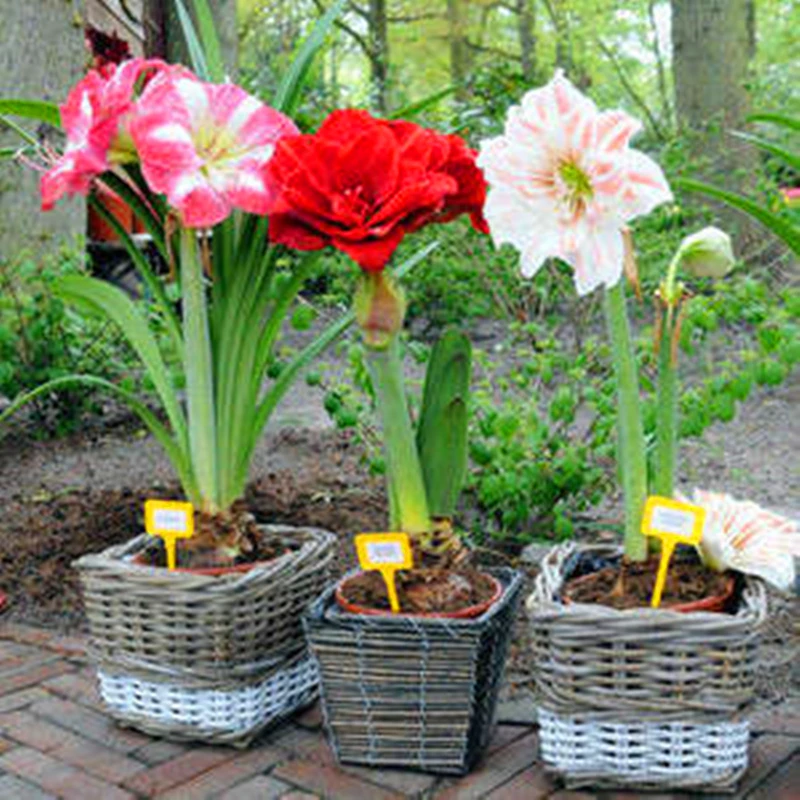 

Colorful Amaryllis Bulbs Fragrant Hippeastrum Vittatum Flower 2Pcs