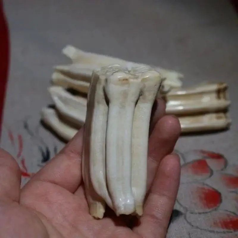 Natural Hippo Teeth Pendant Hippo Teeth Hand Handle Piece Horse Teeth Dental Raw Materials Literary Play Handle Play Hand Handle