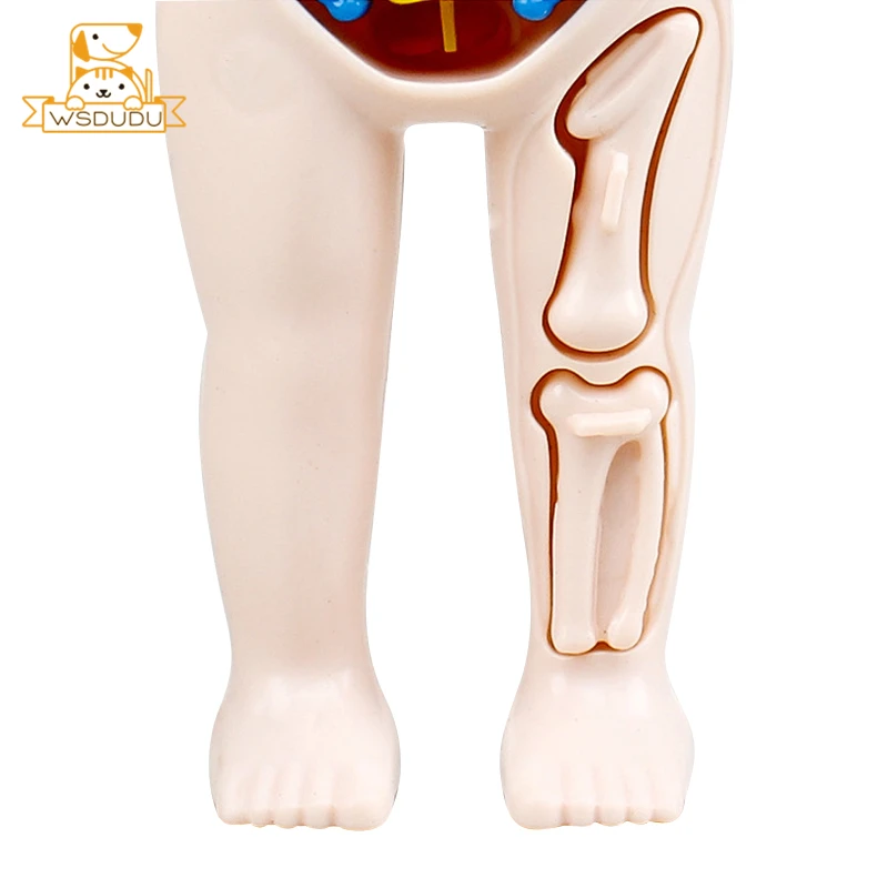 Человеческие органы тело вискус стебель обучающая игрушка головоломка Веселая