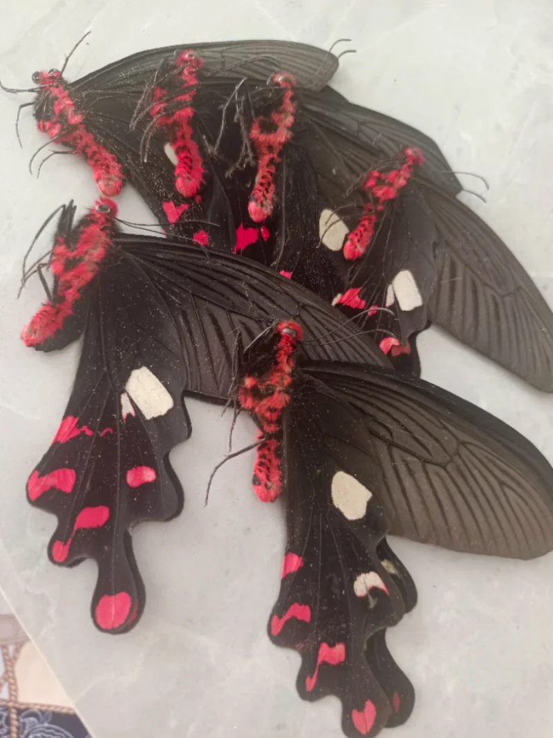 Настоящие образцы бабочек Byasa Alcinous Crafts декоративная живопись популярная научная