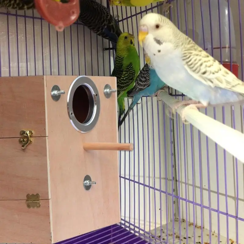Как правильно обустроить клетку для волнистого попугая