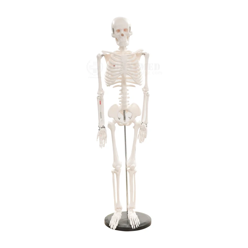 

SY-N021 Medical Educational Equipment Advanced PVC Anatomy Human Skeleton Model