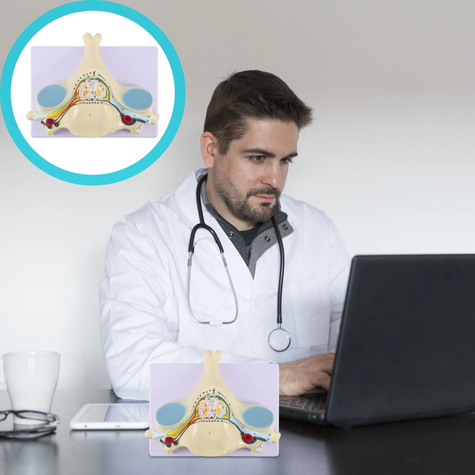 

Tool Enlarged Cervical Spine Model Anatomy Teaching Human Body Demonstration