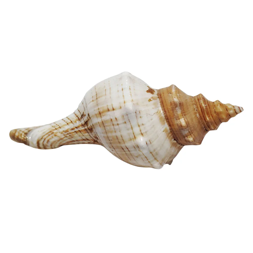 

Shell Conch Decorationtank Seashells Shells Sea Aquarium Decorocean Wedding Ornament Crafts Natural Largetable Seashell