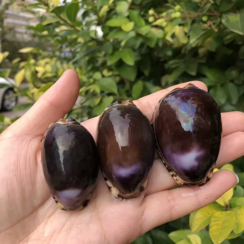 Фиолетовые раковины натуральные аквариумные украшения домашние поделки и