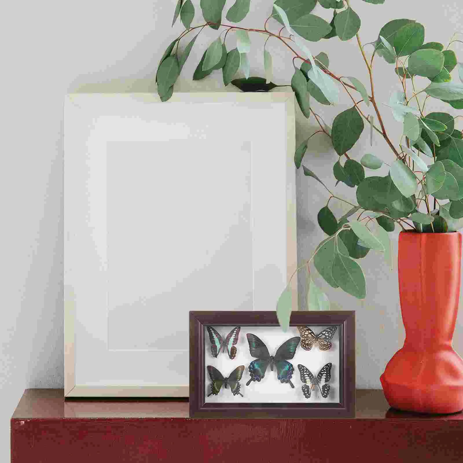 В рамке бабочка налогодермия коробка для теней образец бабочки уникальный