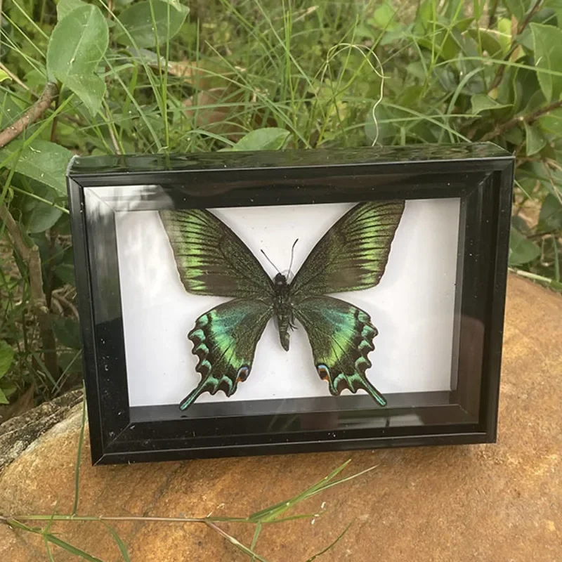 

Деревянная коробка с бабочкой Монарх