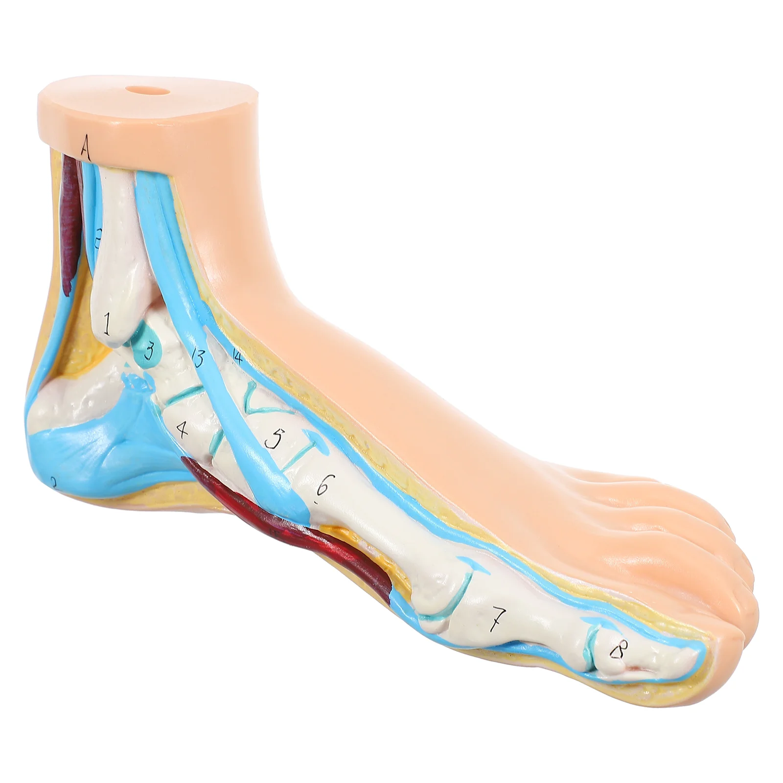 

Foot Joint Model Medical Teaching Mold Normal Mannequin Anatomy Vinyl Anatomical Display Human body