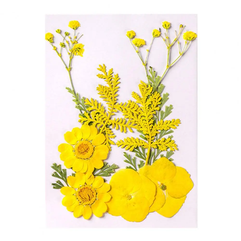 

Натуральные сухие цветы для поделок